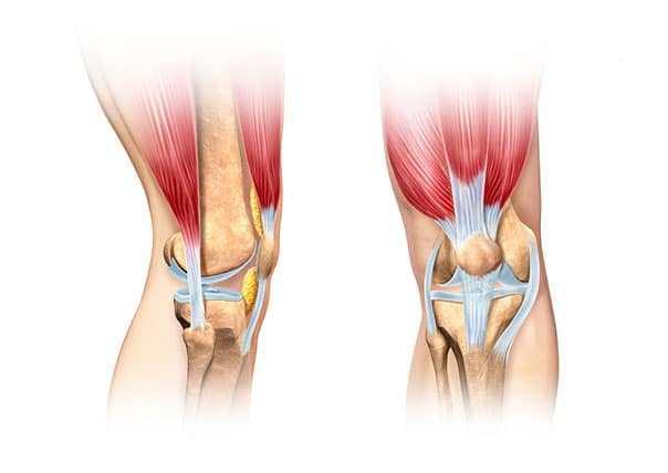 tendons